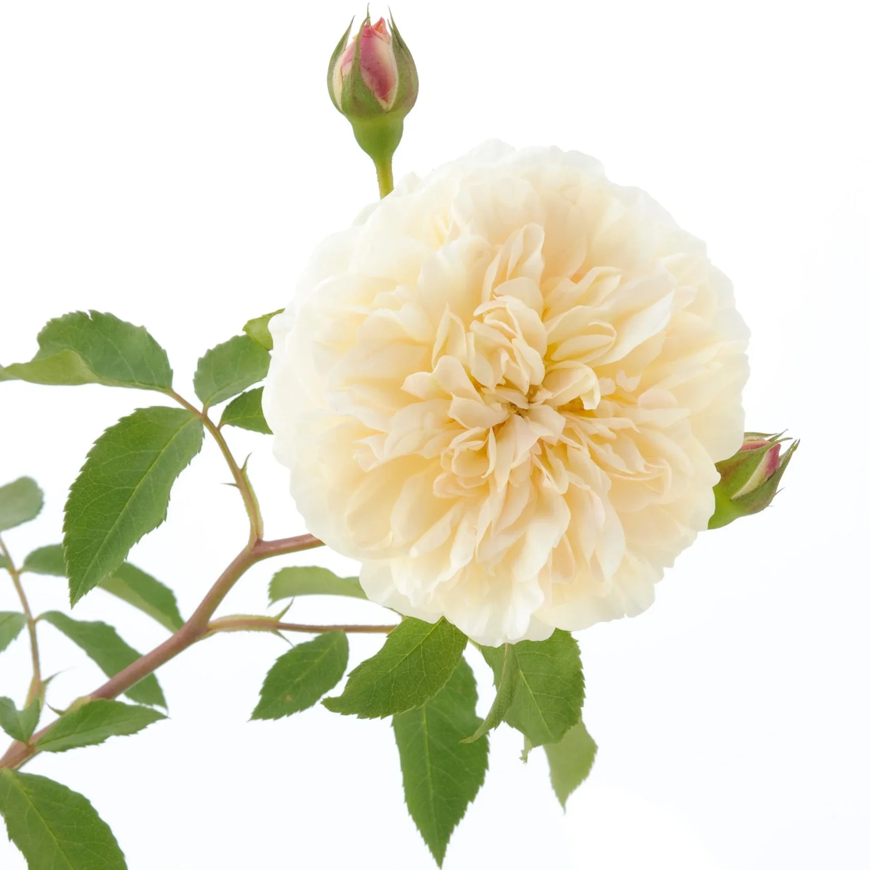 Lichfield Angel David Austin Rose - 6 Litre - Image 3