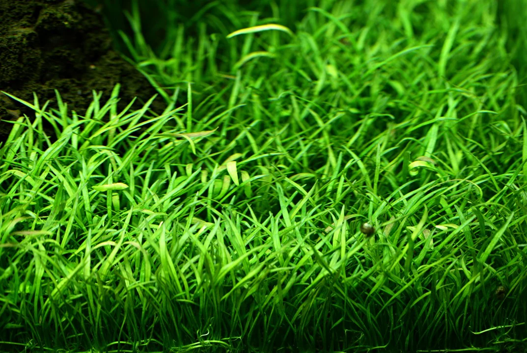 Lilaeopsis Brasiliensis 040 - Image 3