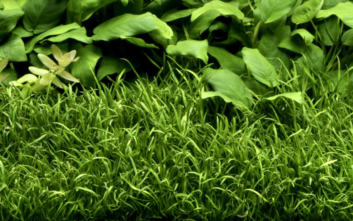 Lilaeopsis Brasiliensis 040 - Image 4