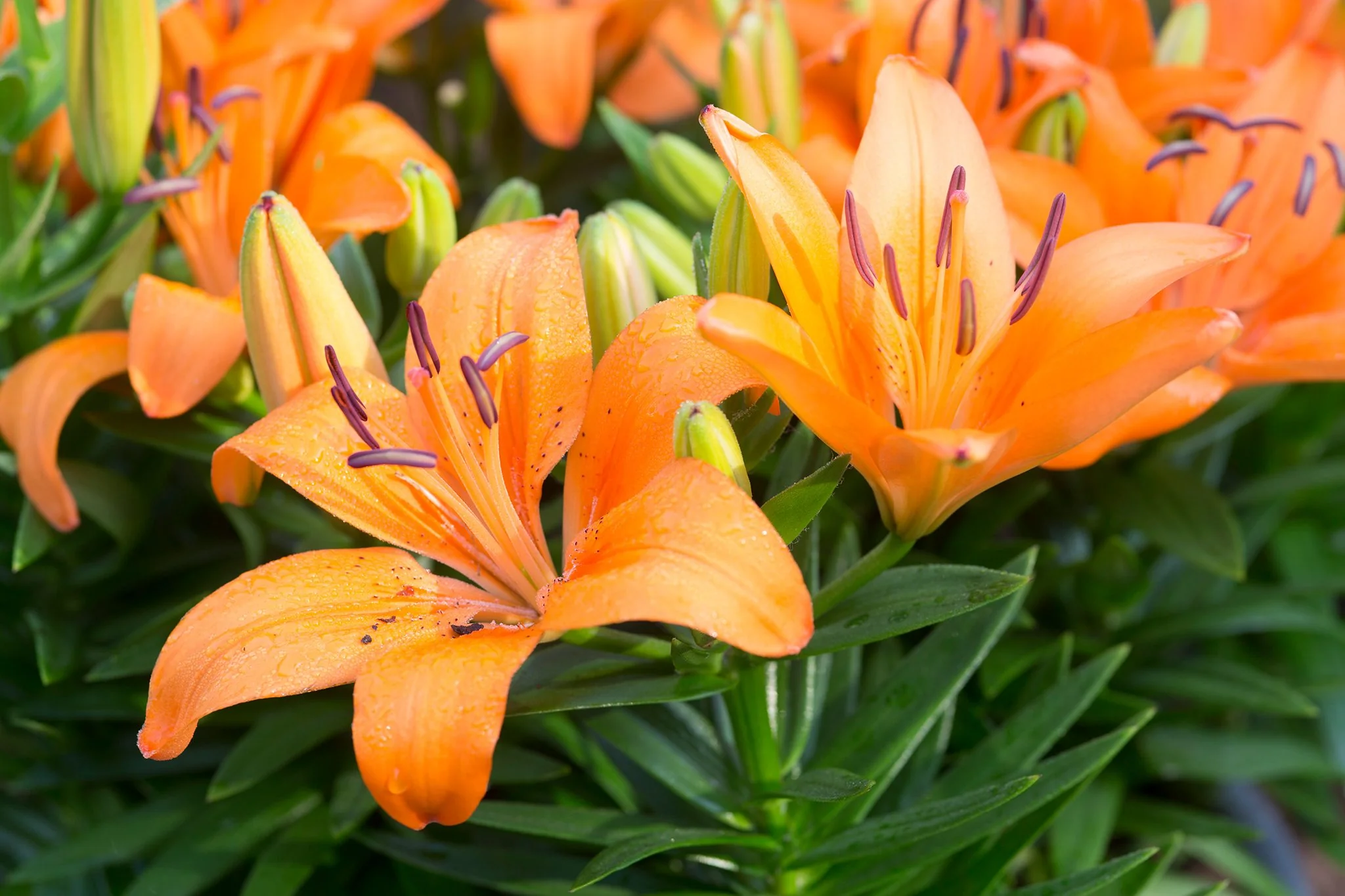Lilium 'Orange Pixie' 2 Litre