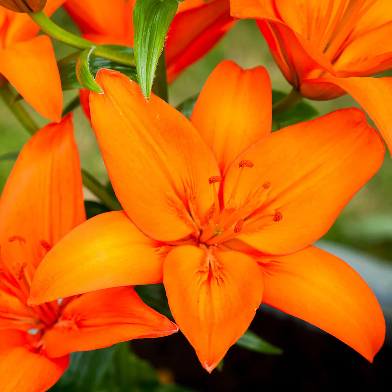 Lilium 'Orange Pixie' 2 Litre - Image 2