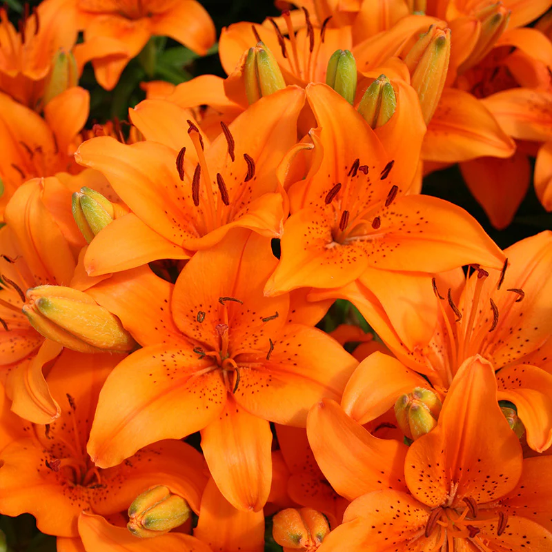 Lilium 'Orange Pixie' 2 Litre - Image 3