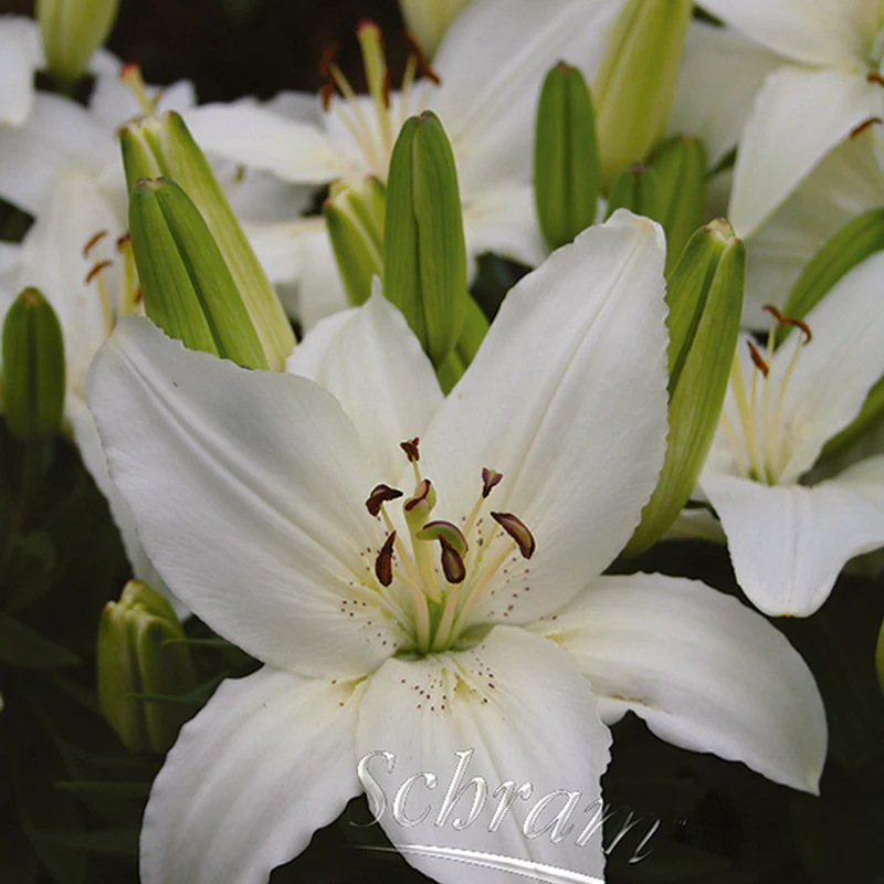 Lilium White Pixie 2L