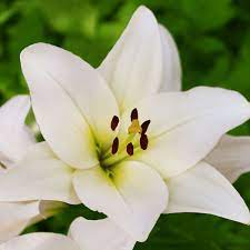 Lilium White Pixie 2L - Image 2