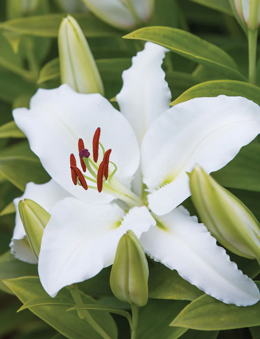 Lilium White Pixie 2L - Image 3