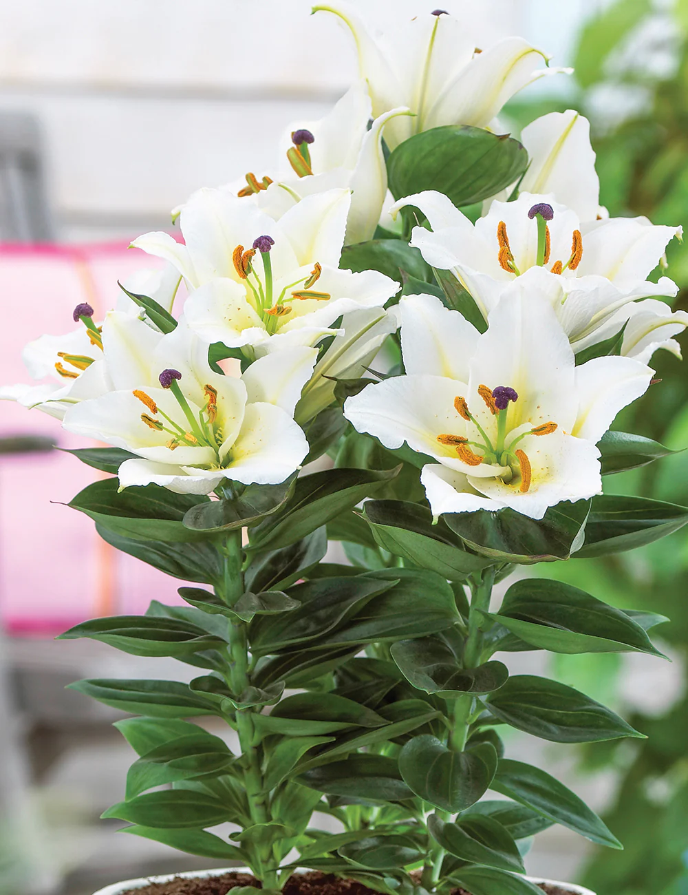 Lilium White Pixie 2L - Image 4