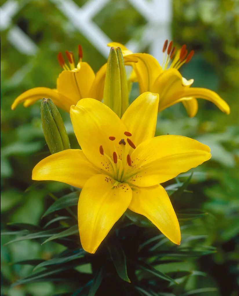 Lilium 'Yellow Pixie' 2 Litre