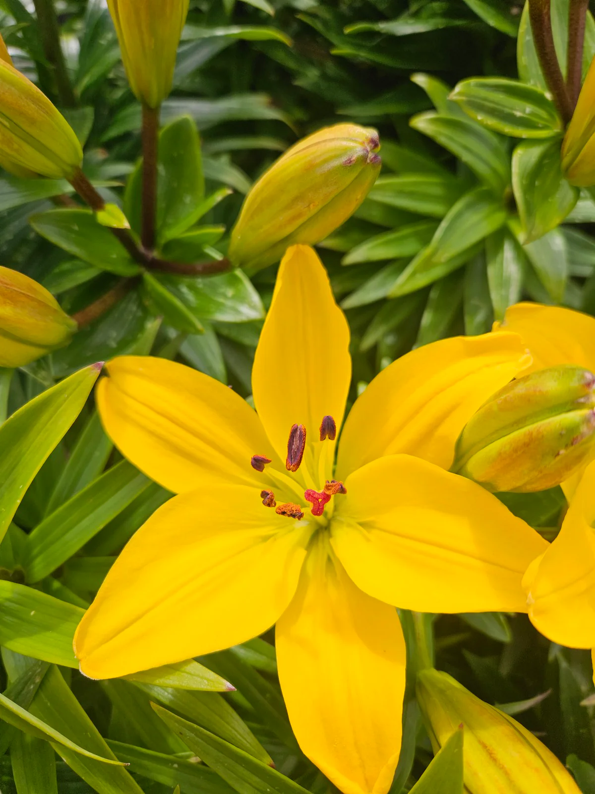 Lilium 'Yellow Pixie' 2 Litre - Image 2