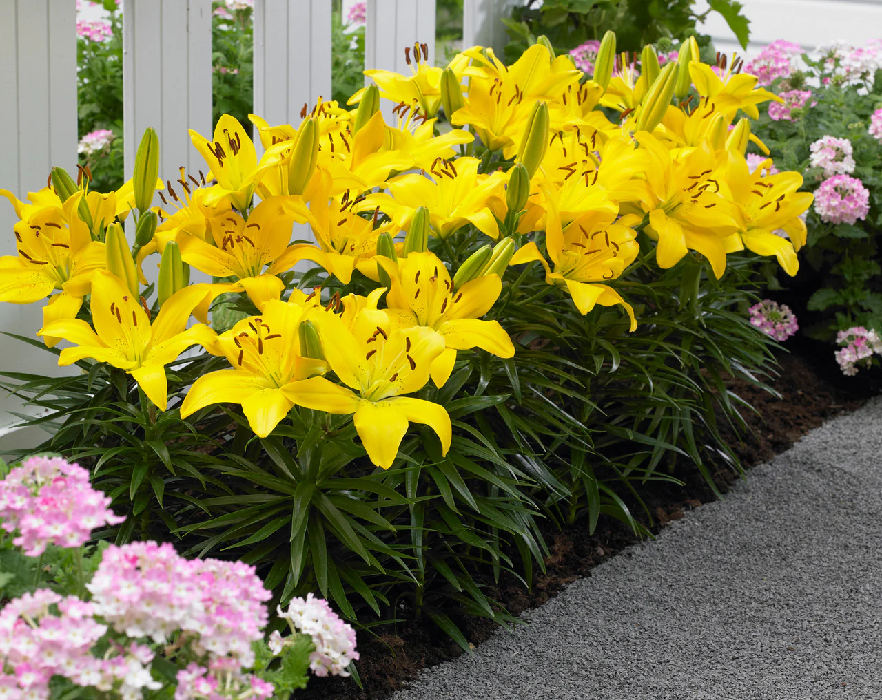 Lilium 'Yellow Pixie' 2 Litre - Image 3