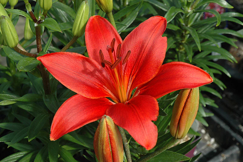 Lillium 'Crimson Pixie'