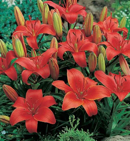 Lillium 'Crimson Pixie' - Image 2