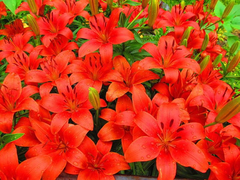 Lillium 'Crimson Pixie' - Image 3