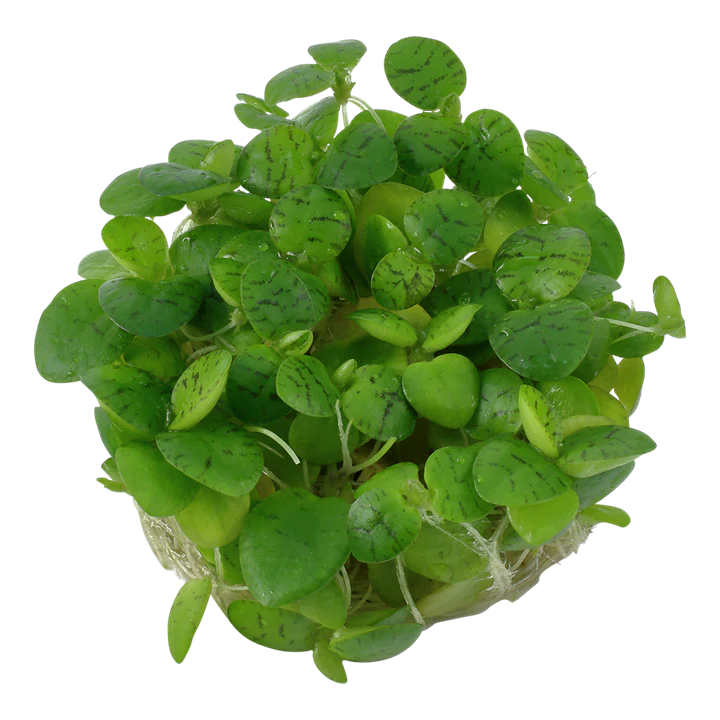 Limnobium Laevigatum 1-2 Grow - Image 2