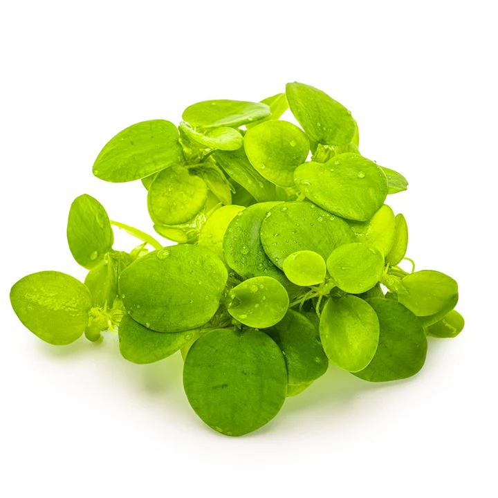 Limnobium Laevigatum 1-2 Grow - Image 3