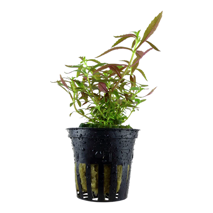 Limnophila Hippuridoides 047C
