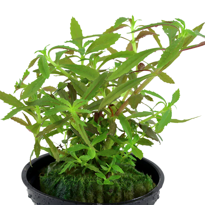 Limnophila Hippuridoides 047C - Image 2