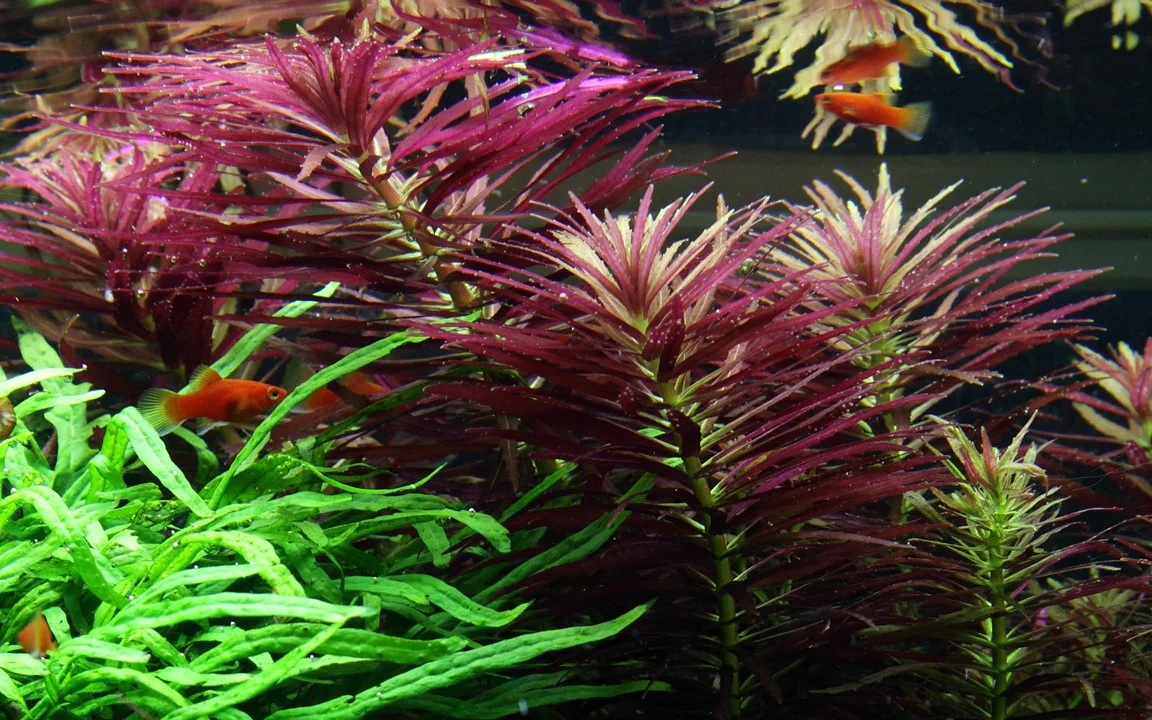 Limnophila Hippuridoides 047C - Image 3
