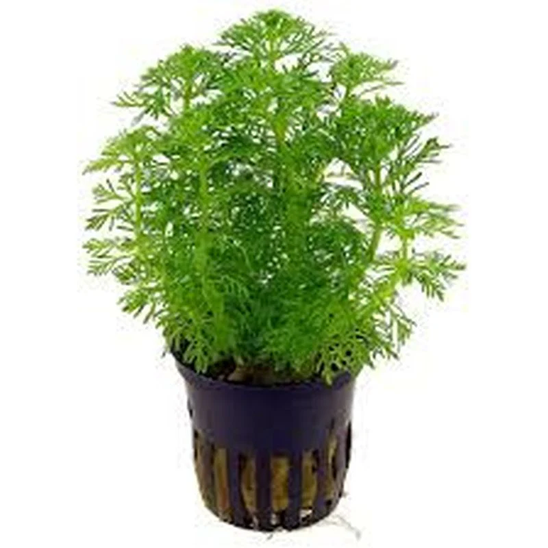 Limnophila sessiliflora 047