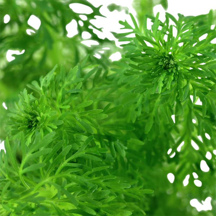 Limnophila sessiliflora 047 - Image 2
