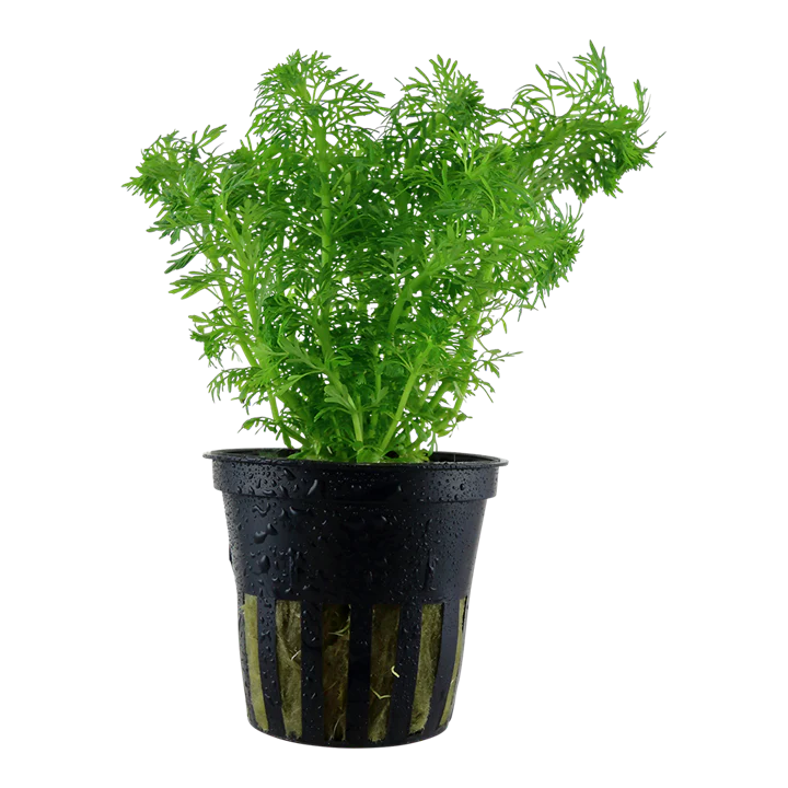 Limnophila sessiliflora 047 - Image 3