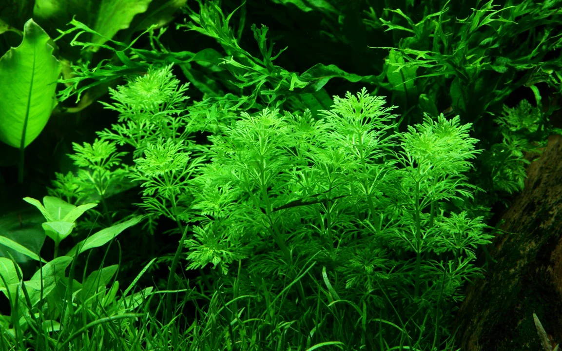 Limnophila sessiliflora 047 - Image 4