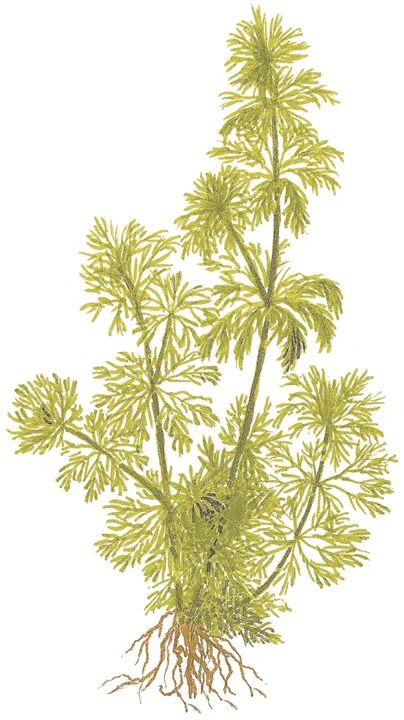 Limnophila sessiliflora 047 - Image 5