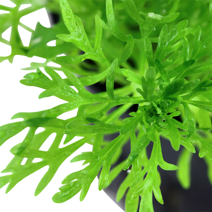 Limnophilia Aquatica 046 - Image 2