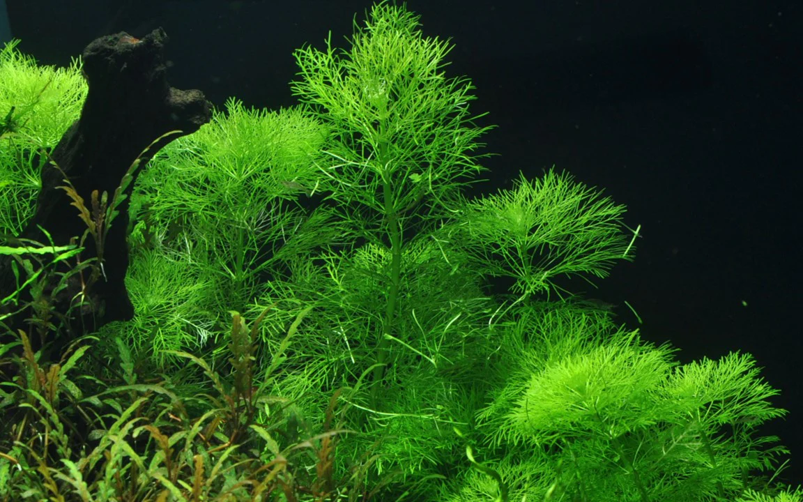 Limnophilia Aquatica 046 - Image 3