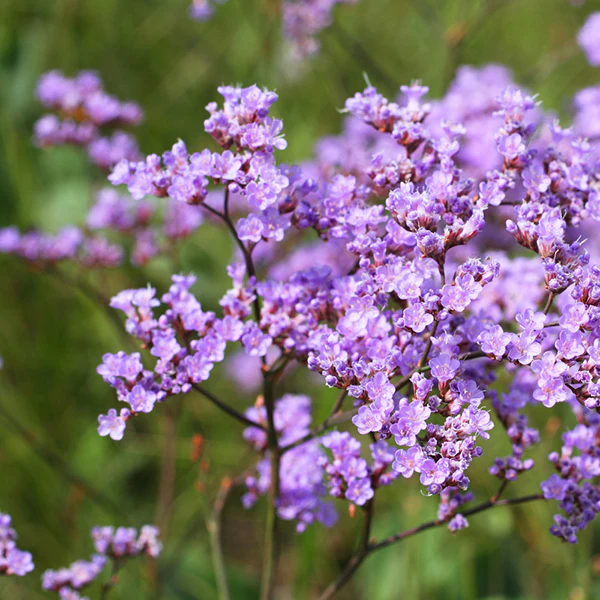Limonium Gmelinii Siberian Statice