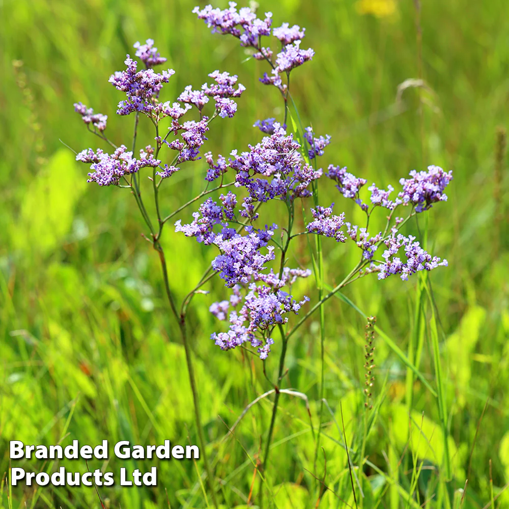 Limonium Gmelinii Siberian Statice - Image 2