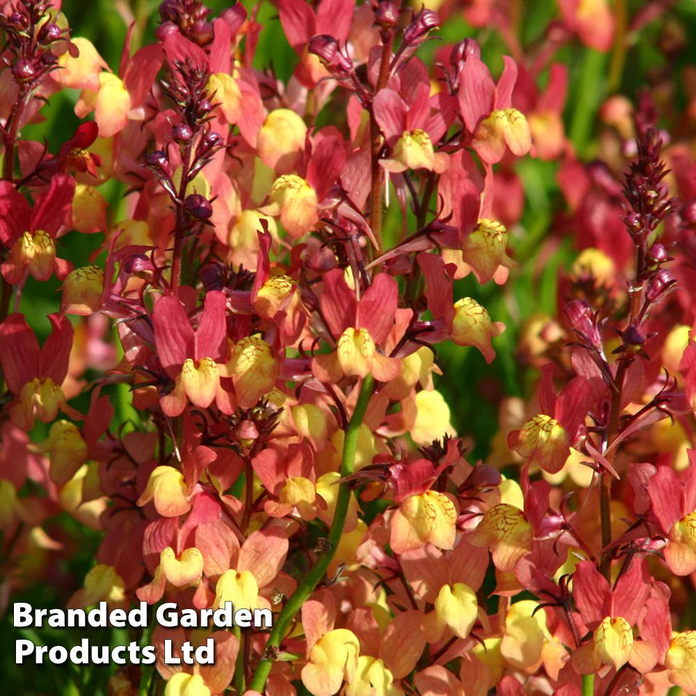 Linaria maroccana 'Licilia Peach' - Image 2