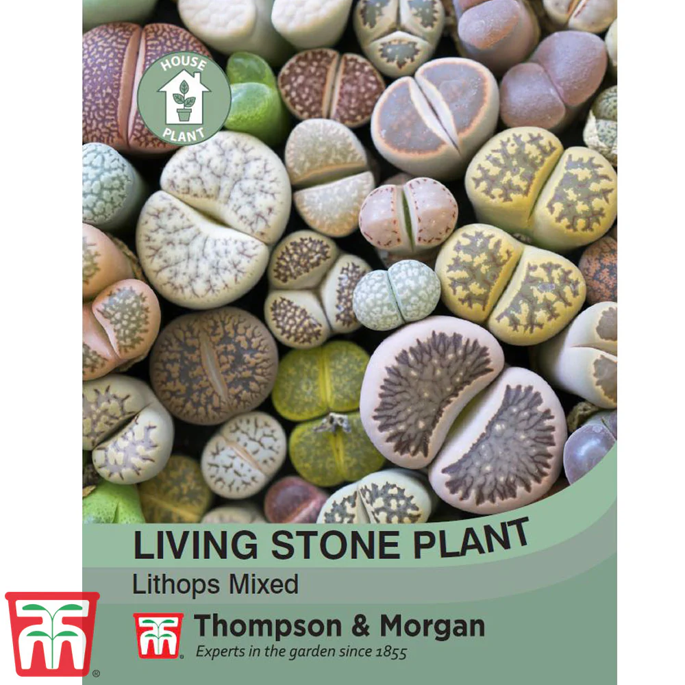 Living Stone Plant