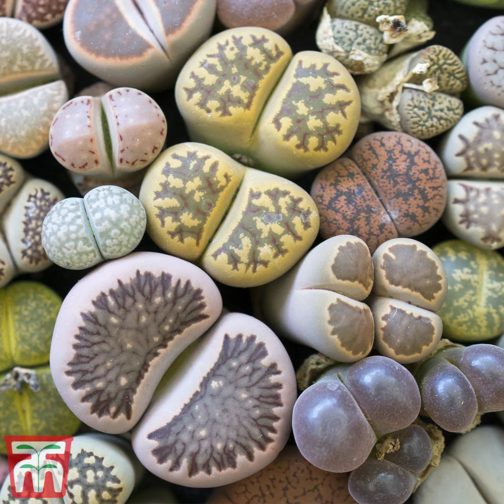 Living Stone Plant - Image 2