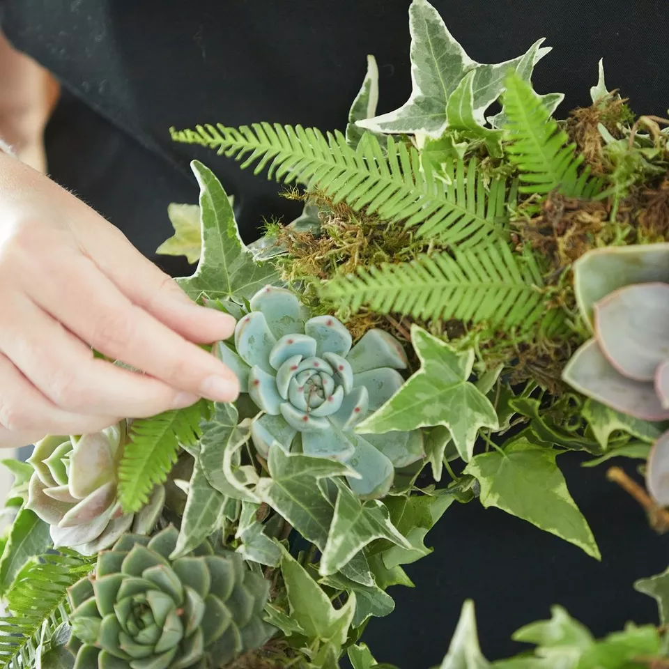 Living Succulent Wreath - Image 4