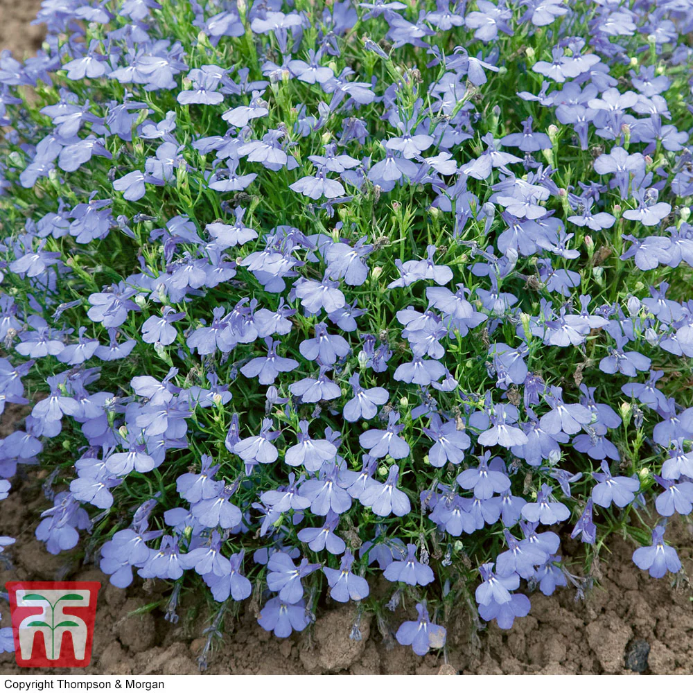 Lobelia 'Cambridge Blue - Image 2