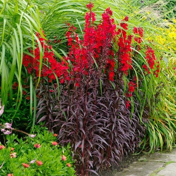 Lobelia cardinalis / P9