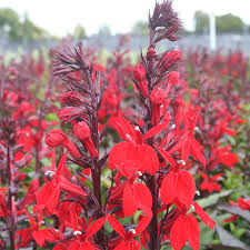Lobelia cardinalis / P9 - Image 2