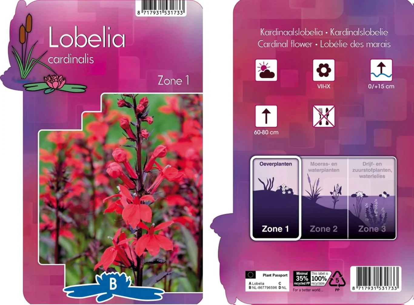Lobelia cardinalis / P9 - Image 3