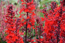 Lobelia cardinalis 'Queen Victoria' 2 Litre - Image 2