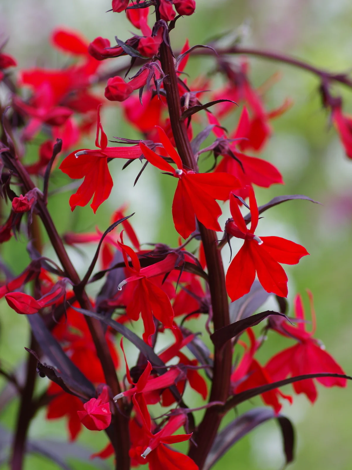 Lobelia cardinalis 'Queen Victoria' 2 Litre - Image 3