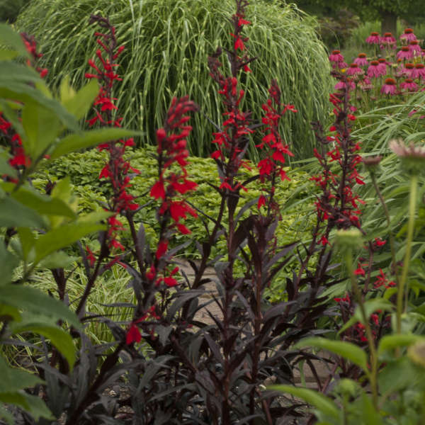 Lobelia fulgens 'Queen Victoria' P9 - Image 2