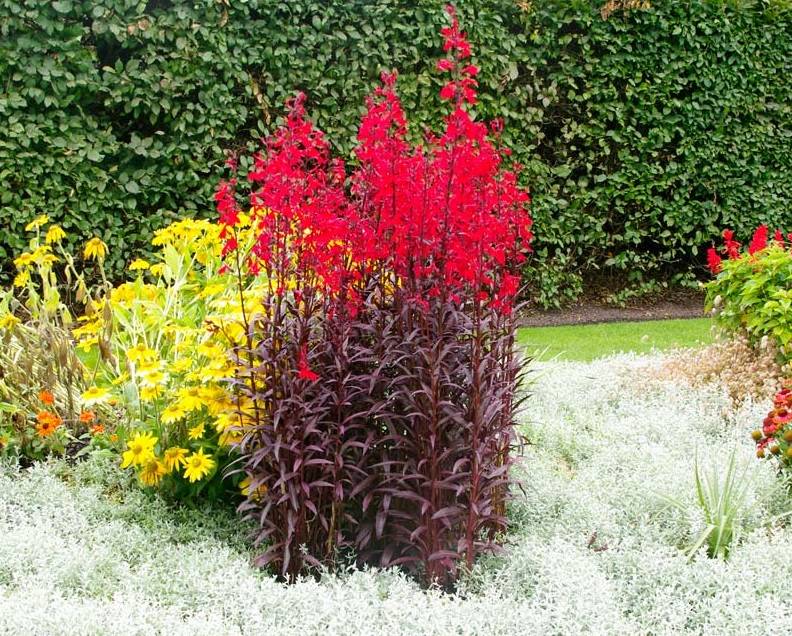 Lobelia fulgens 'Queen Victoria' P9 - Image 3