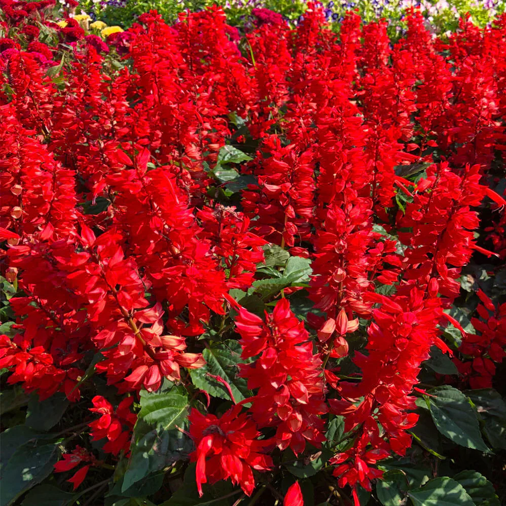 Lobelia fulgens 'Queen Victoria' P9 - Image 4