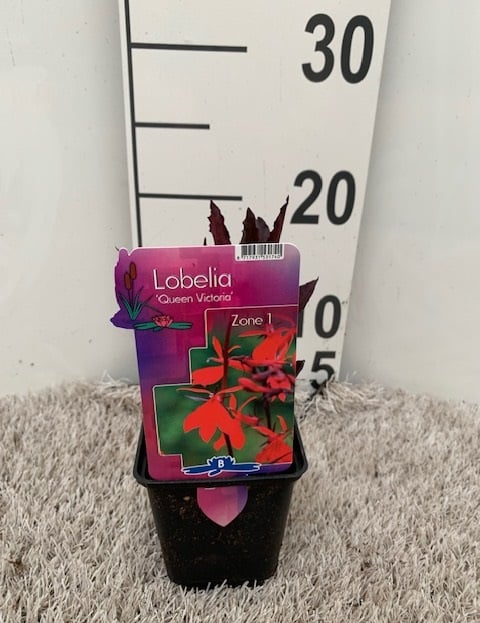 Lobelia fulgens 'Queen Victoria' P9 - Image 5