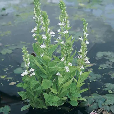 Lobelia siphilitica 'Alba' P9 - Image 2