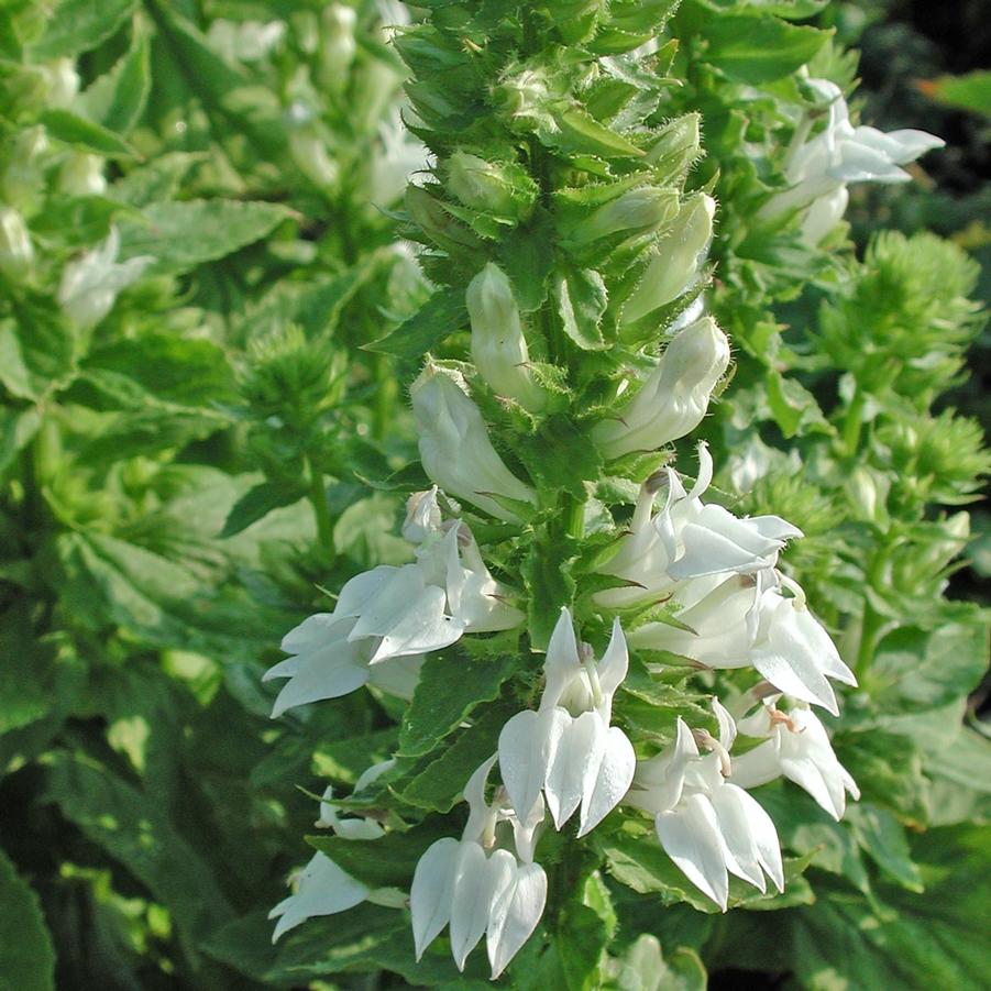 Lobelia siphilitica 'Alba' P9 - Image 3