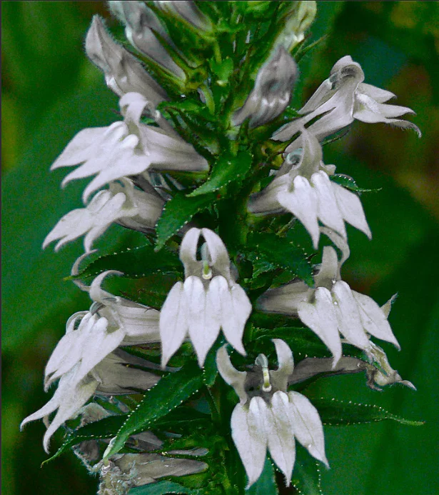 Lobelia siphilitica 'Alba' P9 - Image 4