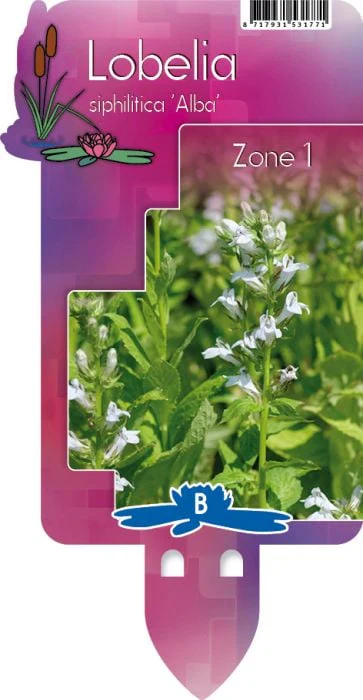Lobelia siphilitica 'Alba' P9 - Image 5
