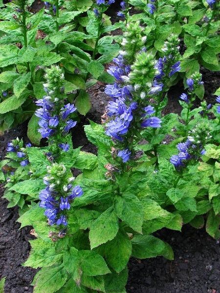 Lobelia siphilitica P9 - Image 2