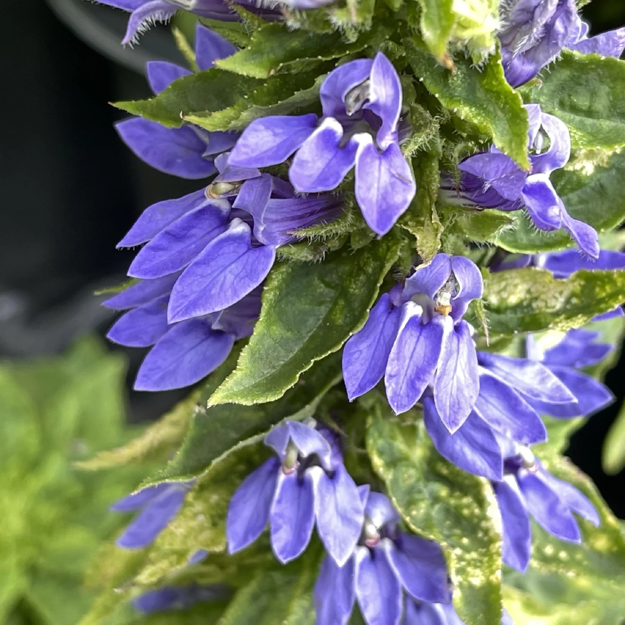 Lobelia siphilitica P9 - Image 3